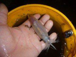 夜の兵突イカ、タコ情報！