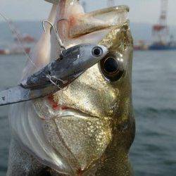 そろそろ神戸沖堤デイゲームシーバスですよ!!