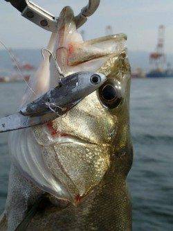 そろそろ神戸沖堤デイゲームシーバスですよ!!