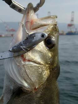 そろそろ神戸沖堤デイゲームシーバスですよ！…