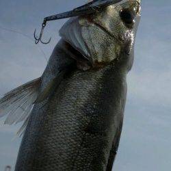 そろそろ神戸沖堤デイゲームシーバスですよ!!