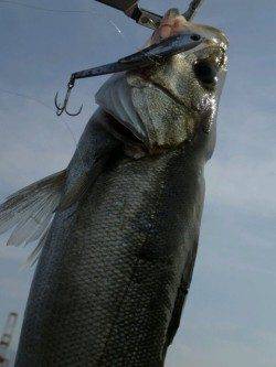 そろそろ神戸沖堤デイゲームシーバスですよ!!