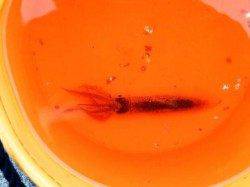 サビキに大イカ泉大津店２７日夕方ＲＴ