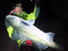 武庫川周辺～西宮バチ抜けシーバス絶好調♪