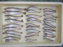 好調のマリーナシティ♪ 本格的投げ釣り調査☆