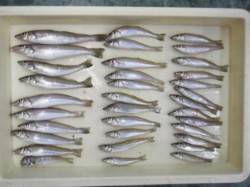 好調のマリーナシティ♪ 本格的投げ釣り調査…