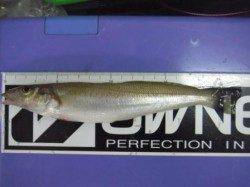 好調のマリーナシティ♪ 本格的投げ釣り調査☆