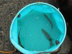 雨でもサビキ＋北水門２８日泉大津店夕方ＲＴ