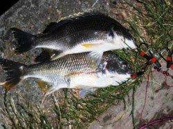 雨でもサビキ＋北水門２８日泉大津店夕方ＲＴ