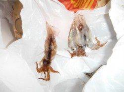 【雨が降っても、スルメイカ確認♪】南芦屋浜