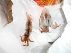 【雨が降っても、スルメイカ確認♪】南芦屋浜…