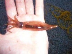 【雨が降っても、スルメイカ確認♪】南芦屋浜