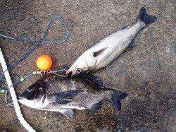 大津川尻忠岡水銀灯でエビ撒きチヌ・ハネ　29日夕方泉大津ＲＴ