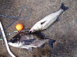 大津川尻忠岡水銀灯でエビ撒きチヌ・ハネ　2…