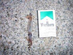 【スルメイカも狙えます！】南芦屋浜