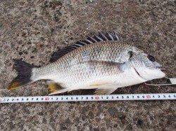 大津川尻忠岡水銀灯でエビ撒きチヌ・ハネ　29日夕方泉大津ＲＴ