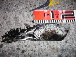 【良型コウイカ♪珍客も・・・！？】南芦屋浜…