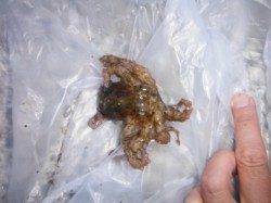 【良型コウイカ♪珍客も・・・！？】南芦屋浜