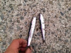 【１９時に突然イワシ釣れだす！】南芦屋浜 …