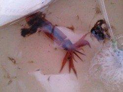 【人気のスルメは夜狙いで】南芦屋浜ベランダ