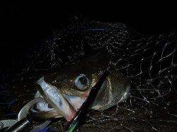 【フィールとにょろにょろ！】泉大津シーバス