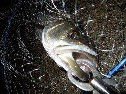 【フィールとにょろにょろ！】泉大津シーバス