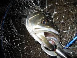 【フィールとにょろにょろ！】泉大津シーバス…