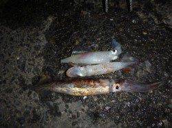 兵突の熱い夜釣り！