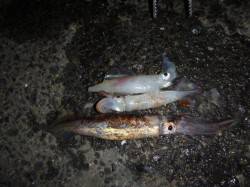 兵突の熱い夜釣り！  