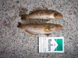 【良型アブシンも確認♪】南芦屋浜