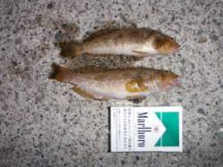 【良型アブシンも確認♪】南芦屋浜