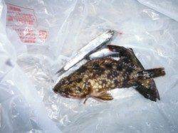 【良型アブシンも確認♪】南芦屋浜