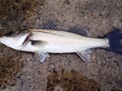 執念の1匹！泉大津RT！夕方