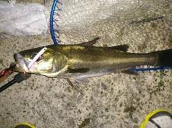 シーバス　サイズアップ！神戸沖堤防♪