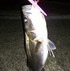 シーバス サイズアップ!神戸沖堤防♪