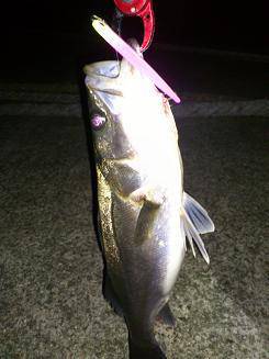 シーバス サイズアップ!神戸沖堤防♪