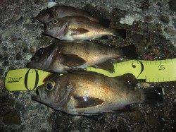 泉南メバルプラッギング【24cmも出た！】