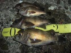 泉南メバルプラッギング【24cmも出た！】…