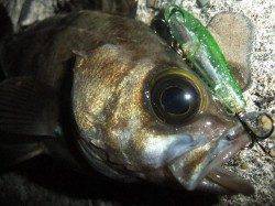 泉南メバルプラッギング【24cmも出た！】