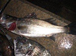 夜の兵突バツグンの楽しさ！