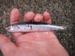 『サビキ好調♪エビ撒きでハネも！』南芦屋浜