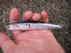 『サビキ好調♪エビ撒きでハネも！』南芦屋浜…