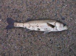 『サビキ好調♪エビ撒きでハネも！』南芦屋浜