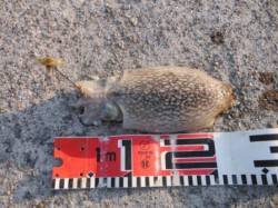 【夕方狙える！スルメ＆コウイカ♪】南芦屋浜…