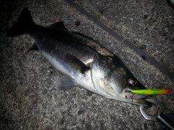 芦屋浜バチパターン絶好調♪♪