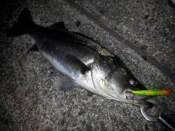 芦屋浜バチパターン絶好調♪♪