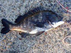 久し振りの大漁!!泉大津周辺１２日夕方Ｒ