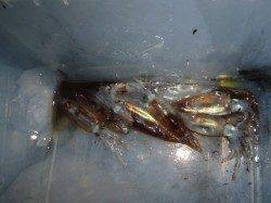 夜の兵突今日もスルメイカ、コウイカ！