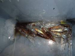 夜の兵突今日もスルメイカ、コウイカ！