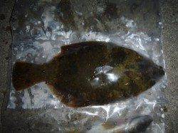 夜の兵突今日もスルメイカ、コウイカ！